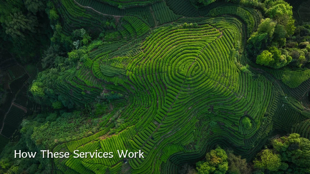 How These Services Work
